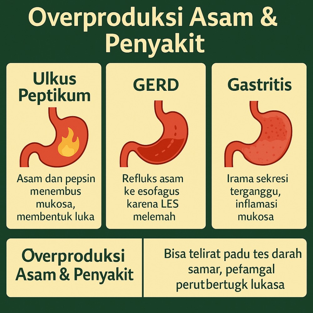 Pengaturan Sekresi Asam Lambung: Kontrol Hormon & Saraf