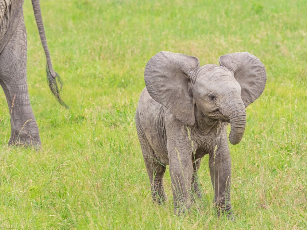 Anak gajah yang berada di sabana