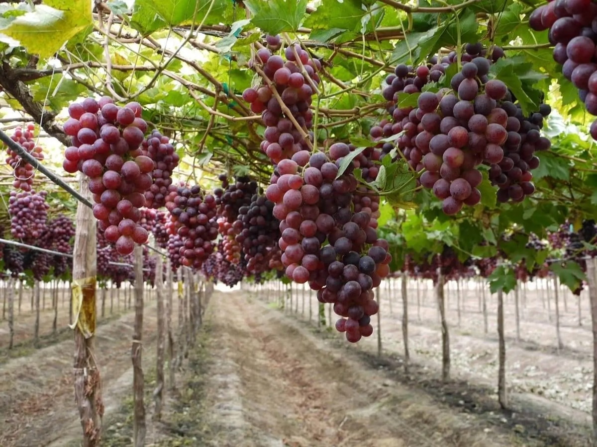Tips Perawatan Dan Budidaya Tanaman Anggur