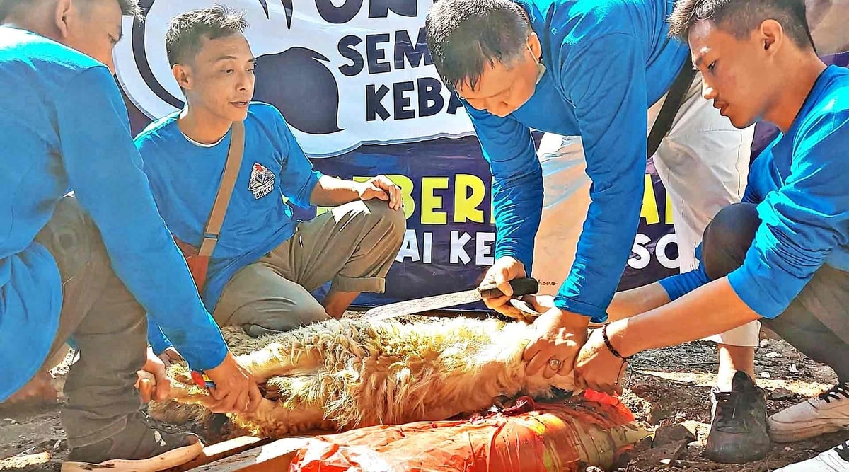 Proses pemotongan hewan qurban sesuai syar'i.