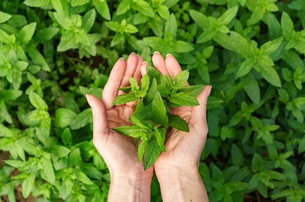 Manfaat Daun Stevia dalam Kandungan Susu Almond Spencer's Indonesia : Pilihan Sehat untuk Gaya Hidup Anda!