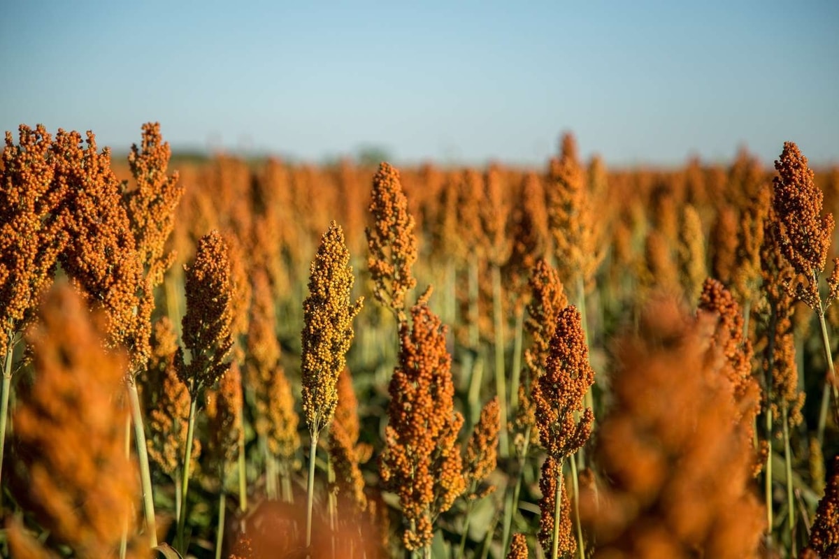 Sorghum: Menengok Potensi Pangan Alternatif Indonesia