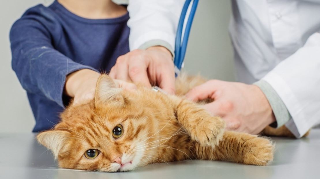 Misteri Terpecahkan: Menyingkap Rahasia Penyakit FIP pada Kucing dan Langkah-langkah Cerdas untuk Mencegahnya