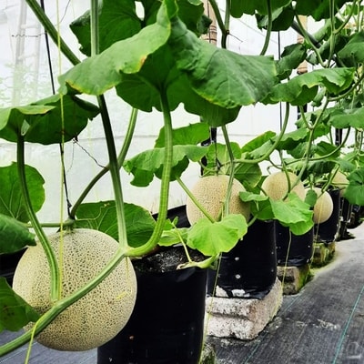 Menanam Melon Dengan Cara Hidroponik