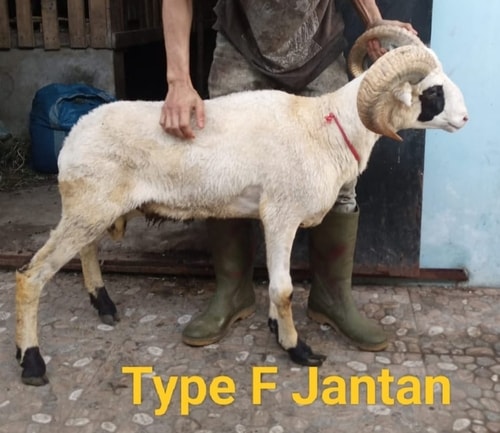 Tempat Aqiqah di Cimahi: Solusi Praktis dan Berkah Bersama Rizqia Aqiqah