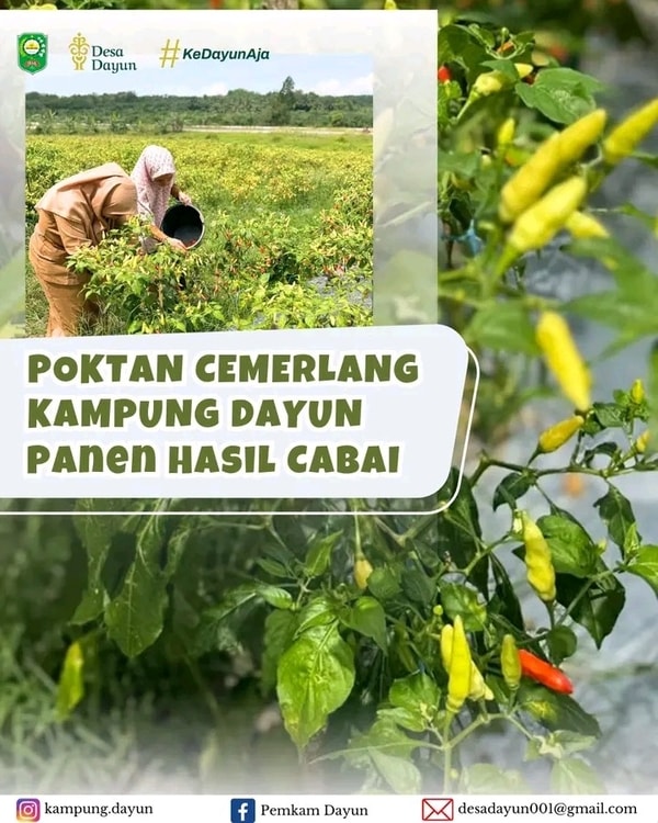 Panen Cabai oleh Kelompok Tani Cemerlang