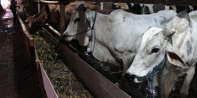 Bolehkah Menyalurkan Daging Kurban ke Daerah Lain?