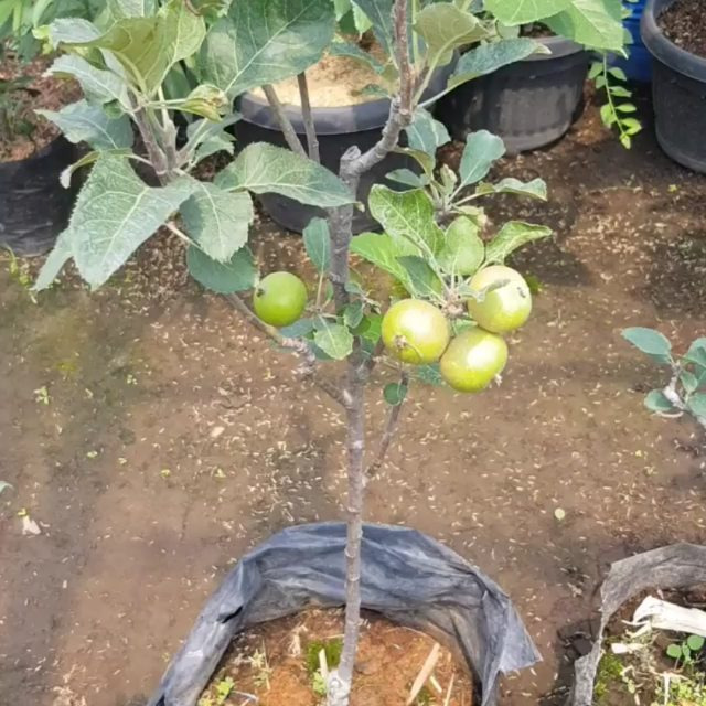 apel fuji