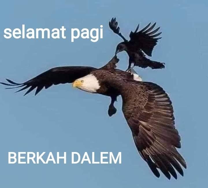 BURUNG ELANG & BURUNG GAGAK