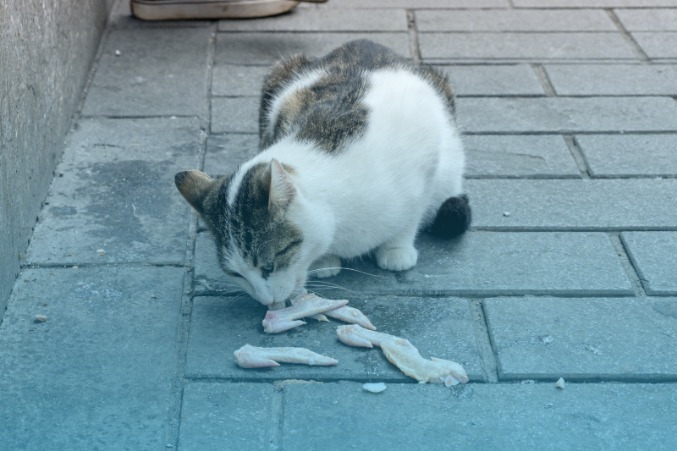 Kondisi kucing liar di pasar tradisional Tangerang